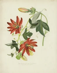 The Gauntletted Tacsonia